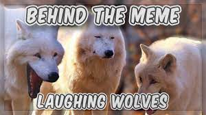 And yeah, i know i failed for some of them xd red wolf and coyote look not good for the. Behind The Meme Laughing Wolves Meme Explained Youtube
