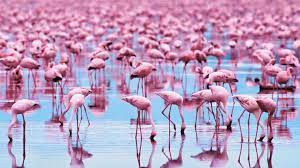 flamingo wallpapers for