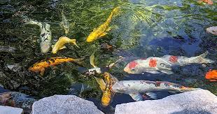 backyard koi ponds wilmington nc magazine