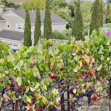 Own Backyard Vineyard