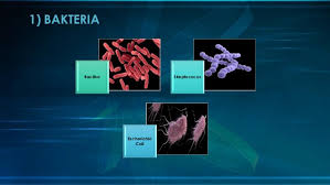 Mikroorganisma ialah hidupa yang sangat kecil. Sains Tahun 6 Unit 2 Mikroorganisma