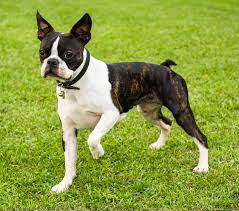 boston terrier puppies and dogs in long