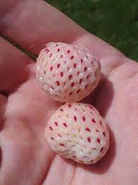 Ripe Pink-White Strawberries from my friends Garden : r/mildlyinteresting