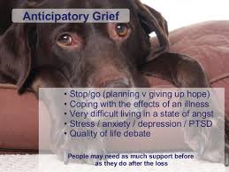 At this time, it is essential to treat the owner with the utmost care and not say or do the wrong thing. Pet Loss Support