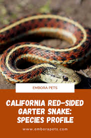 He has about 1 inch of dirt. California Red Sided Garter Snakes Are Such A Beautiful And Unique Snake In This Article We Tell You Everything You Could Want To Pet Breeds Snake Pet Snake