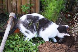 12 Best Plants To Deter Cats From Your