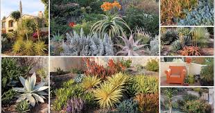 Southern California Succulent