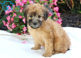 The whoodle is a hybrid, or designer, dog. Sugar Whoodle Mini Puppy For Sale Keystone Puppies
