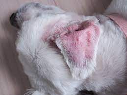 dog ear hematoma causes signs