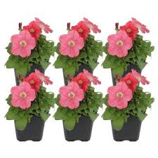 Many varieties are suitable for use in bouquets or arrangements to bring festivity to a special occasion. 10 In Annuals Garden Flowers The Home Depot