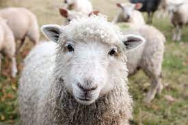 guide to caring for sheep as pets