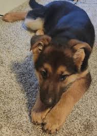 Keep in mind, the gsd has a. German Shepherd Puppies For Sale Fort Wayne In 325730