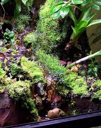 Waterfalls And Drip Walls In The Terrarium