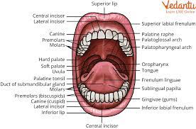 parts of the mouth learn with