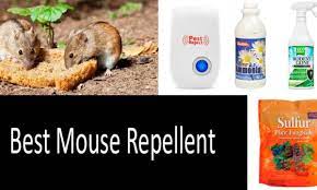 Mice can be easily avoided around your household by simply adding the scent of peppermint in corners where they congregate. Top 5 Mouse Repellents Review Buyer S Guide 2021