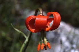 Lilium pomponium - Wikipedia