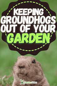how to keep groundhogs out of your garden