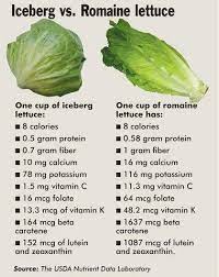 t tip iceberg lettuce vs romaine