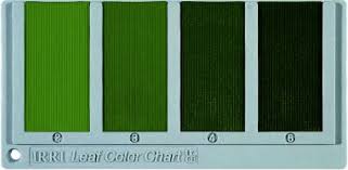 Leaf Colour Charts Help Asian Farmers Manage Nitrogen