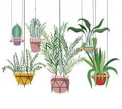 Houseplants On Macrame Hangers Icon