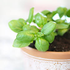 Grow An Herb Garden In Your Kitchen