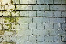 Mold Doesn T Grow On Bricks Not True