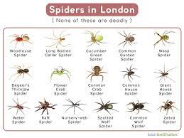 spiders in london list with pictures