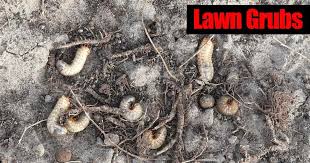 lawn grub worm control 10 ways to get