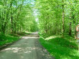 Файл:Chemin forêt Vy lès Lure.JPG — Википедия