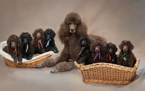 poodles in maryland poodle puppies