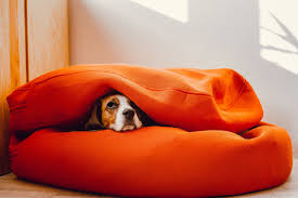 the 9 best covered and cave style dog beds