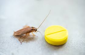 how to get rid of roaches 5