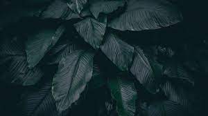 Dark Leaves Wallpapers - Top Free Dark ...