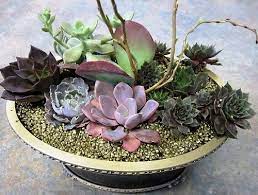 How To Make A Succulent Dish Garden