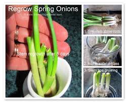 Guide To Growing Spring Onions The