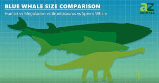 giant squid vs blue whale comparing