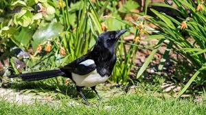 how to get rid of magpies by scaring
