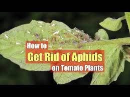 Get Rid Of Aphids On Tomato Plants