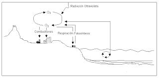 ciclo del nitrogeno para dibujar imagui