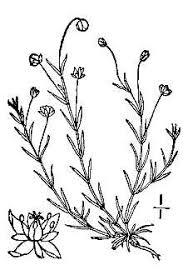 Plants Profile for Sagina procumbens (birdeye pearlwort)