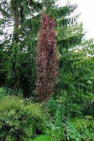 Using Columnar Trees And Shrubs With