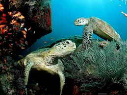 background sea turtle ocean life