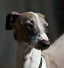 Italian greyhounds are also prone to epilepsy, leg and tail fractures, joint problems, vision loss, and hypothyroidism, and may also react poorly to anesthesia. Italian Greyhound Information Dog Breed Facts Dogell Com