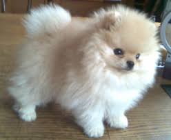 Image Result For Pomeranian Color Chart Cute Puppies Baby