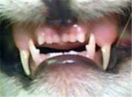 A cracked canine tooth isn't rare in cats, especially outdoor cats and. Dental Anatomy Of The Cat And Dog