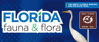 the great florida birding and wildlife