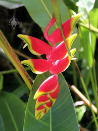 Inside Hawaii Tropical Botanical Garden