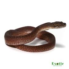 baby granite ij carpet python exotic