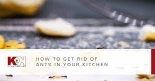 how to get rid of ants in your kitchen