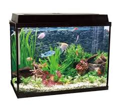 big table rectangle glass fish tank pet